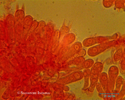 Clitocybe vermicularis